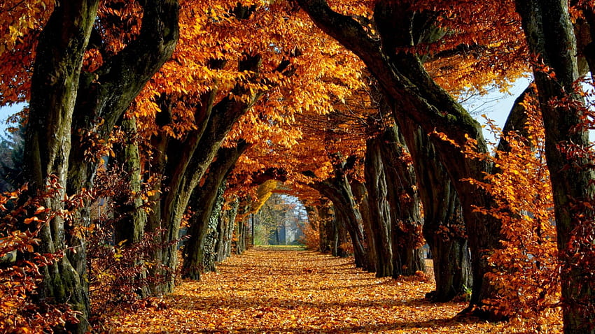 Aleja, Jesień, Drzewa, Długoterminowe, Jesienna Pogoda Tapeta HD