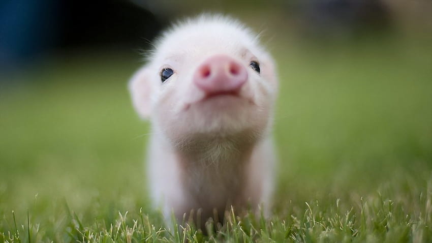Animals, Pigs HD wallpaper