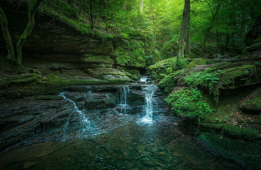 Waldwasserfälle, Bäume, Wasserfälle, Natur, Wald HD-Hintergrundbild