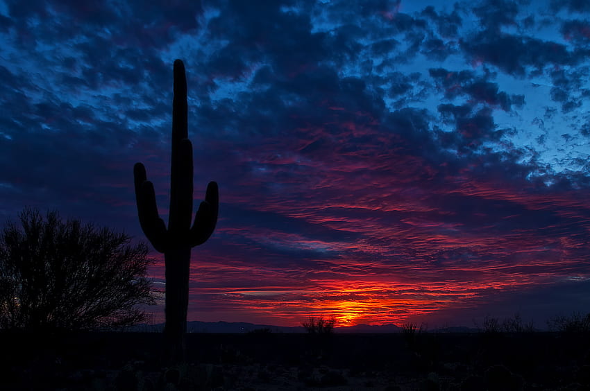 Céu, Noite, Escuro, Cactus, Arizona, Tucson papel de parede HD