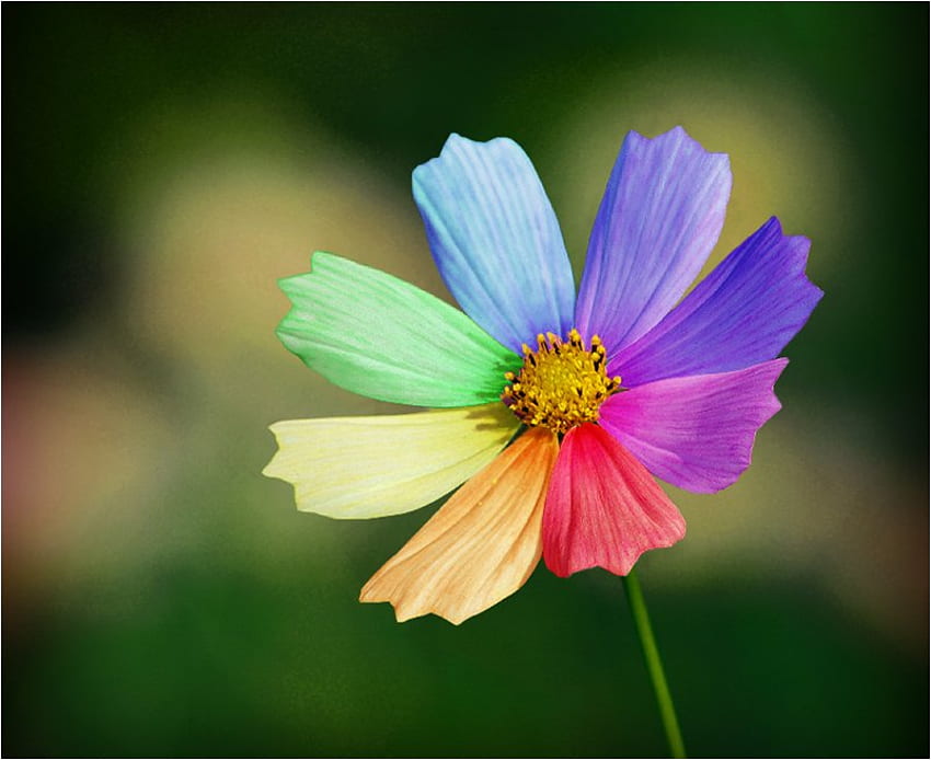 Regenbogengänseblümchen, Regenbogen, Farbe, Gänseblümchen, Blume, Farbe, Blütenblatt HD-Hintergrundbild