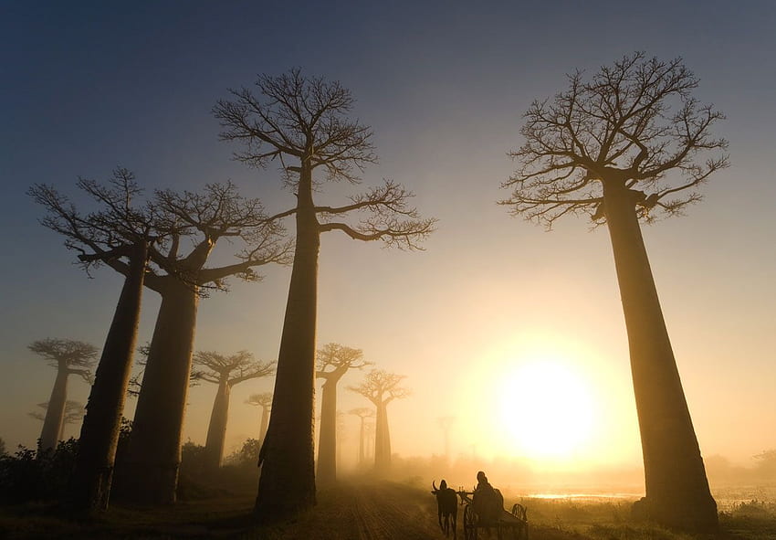 Държава Мадагаскар - фон на цялата превъзходна страна на Мадагаскар, баобаб HD тапет