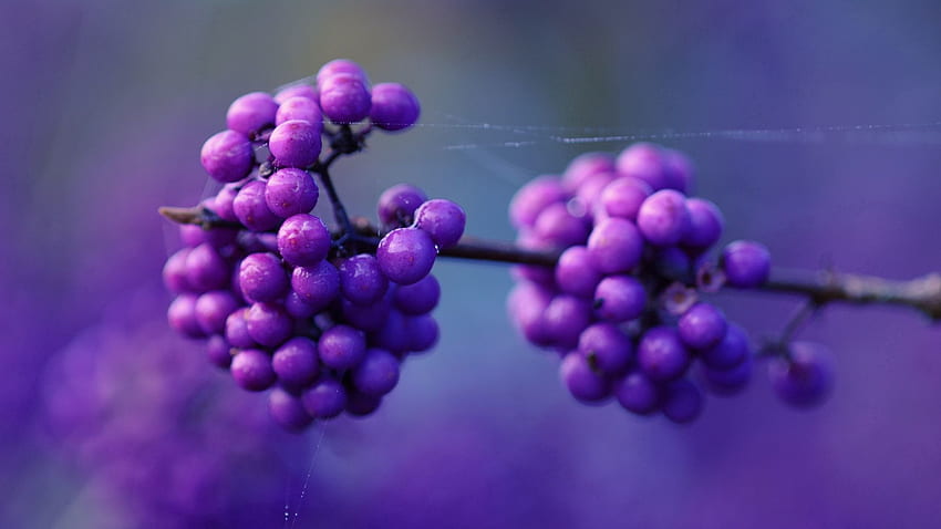 Lilac, Berries, Macro, Branch HD wallpaper