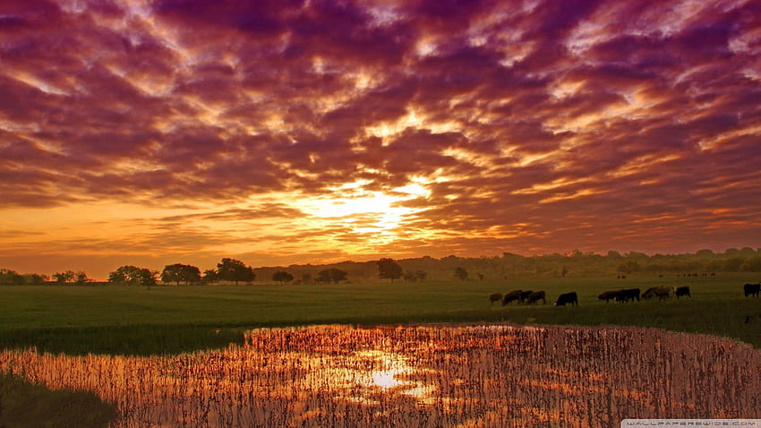 pasące się krowy w letnim zachodzie słońca, krowy, chmury, zachód słońca, wypas, staw Tapeta HD