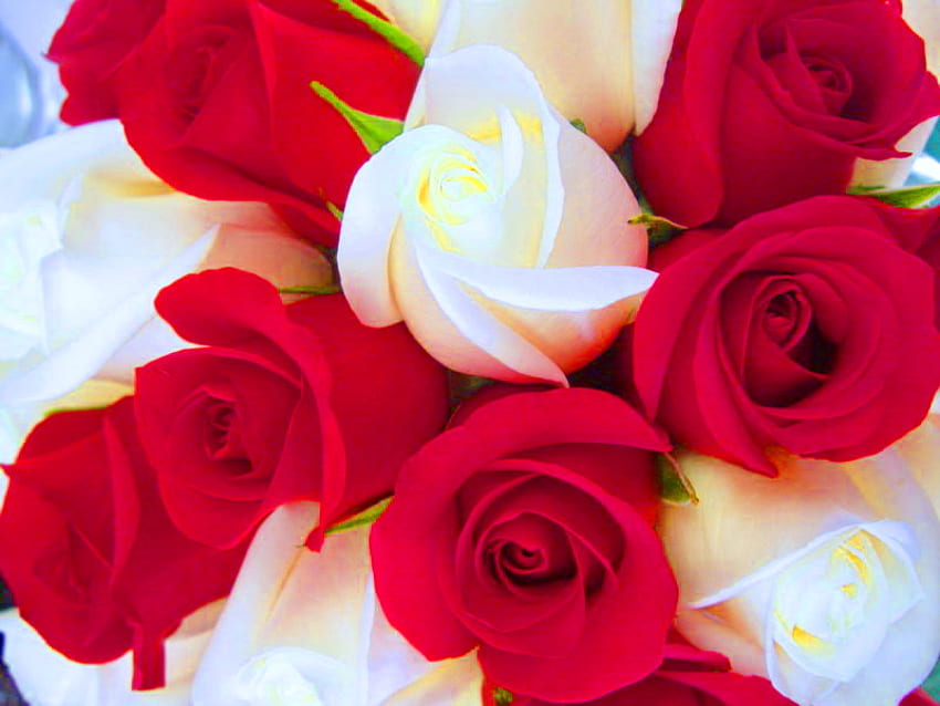 Kegembiraan merah & putih, putih, mawar, merah, bunga, keindahan Wallpaper HD