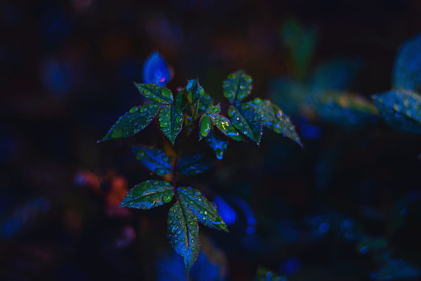 Blätter, Tropfen, Makro, dunkel HD-Hintergrundbild