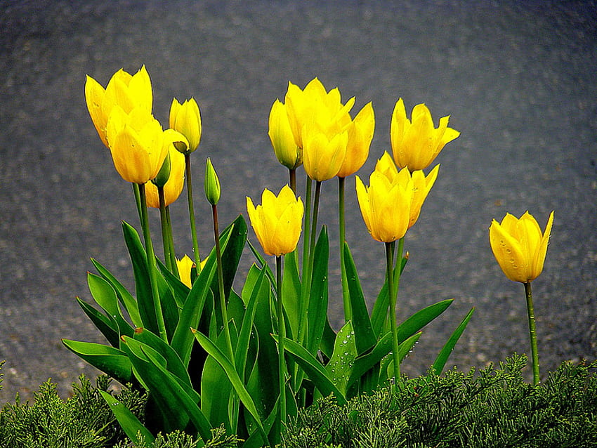 Tulips of my heart, sunshine, grey, gorgeous, grass, wonderful, tulips, fresh, special, magical, green, yellow, nature, flowers, forever HD wallpaper