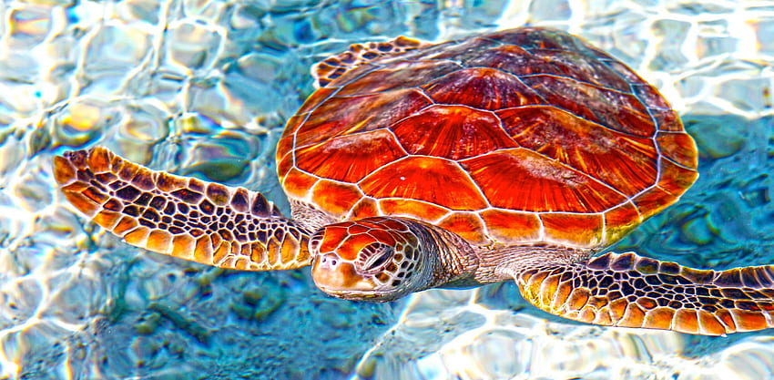 Tło żółwia morskiego, żółw morski hawajski Tapeta HD