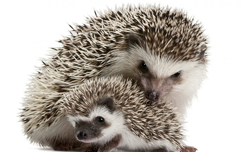 Hedgehogs, animal, white, family, baby, mother, arici, hedgehog, cute HD wallpaper