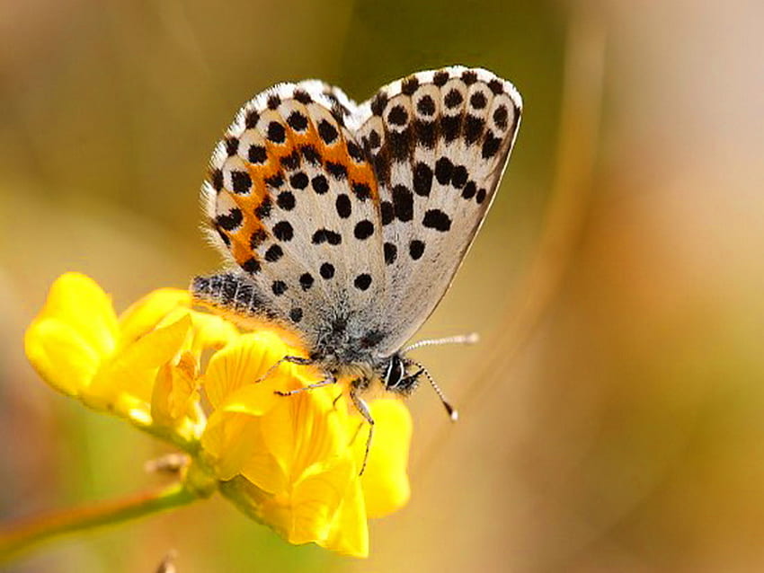 Hübsche kleine Dame, schwarz, Schmetterling, gelb, Blume, weiß, orange, gefleckt HD-Hintergrundbild