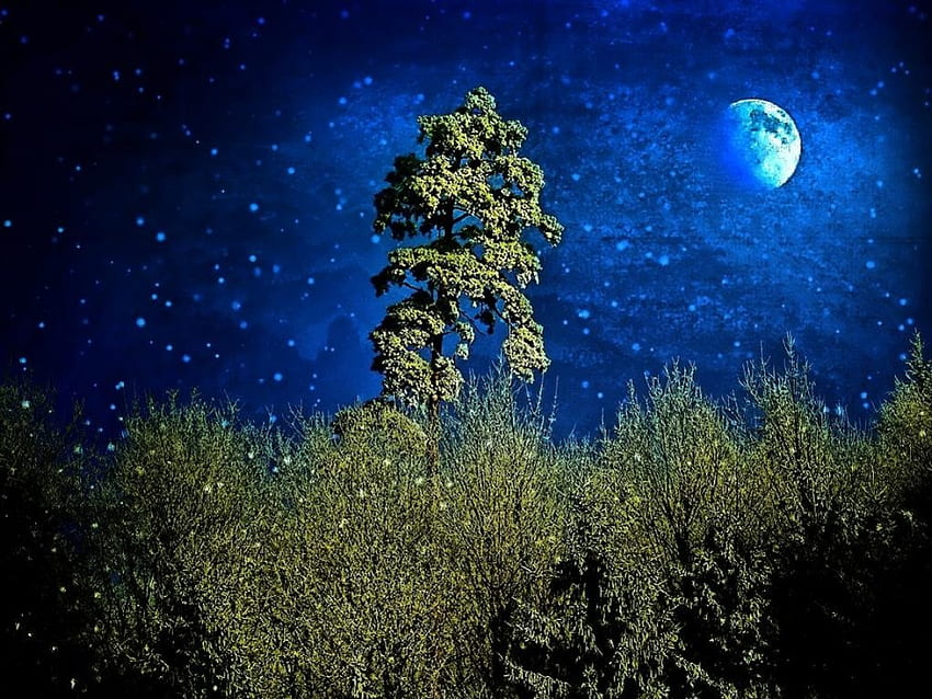 푸른 밤, 밤, 푸른, 달, 숲 HD 월페이퍼