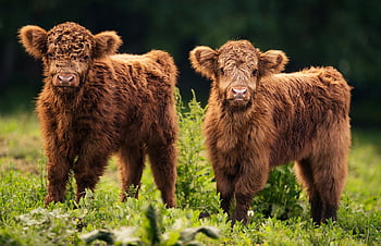 Bạn yêu thích sự tinh nghịch, đáng yêu của những chú bò con mới sinh? Hãy cùng xem bức ảnh vô cùng đáng yêu này, khi một chú bò con còn sơ sinh đang lẫy lừng bước đi trên đồng cỏ. Hãy cười nhiều và yêu đời hơn với hình ảnh này nhé!