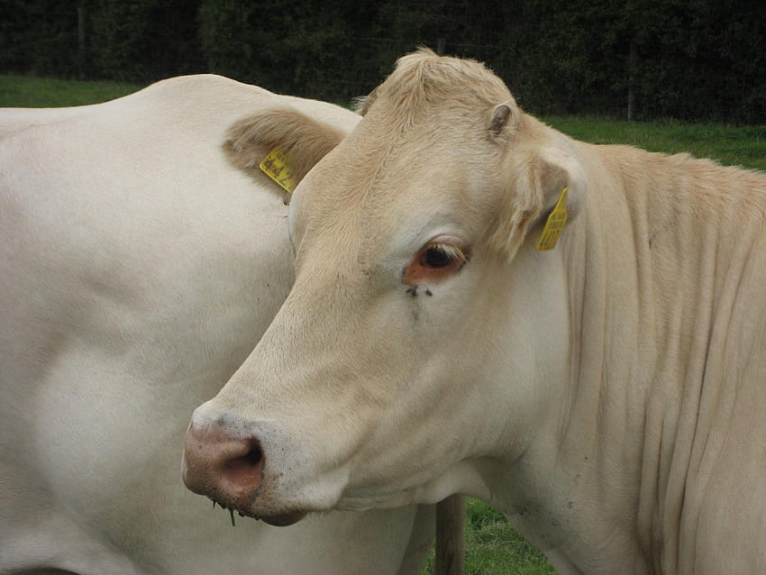 Cow, holland, white, cows, animals HD wallpaper