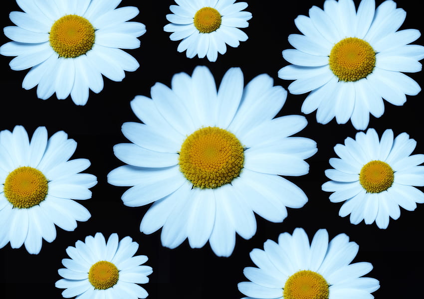 マーガレット、白い花、咲く 高画質の壁紙