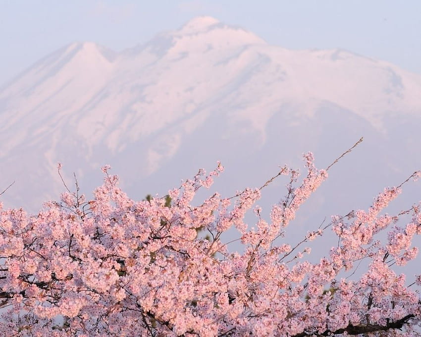 These stunning of Japanese cherry blossoms will fill you with wonder. Aesthetic , Sakura , Laptop, Sakura Nature HD wallpaper