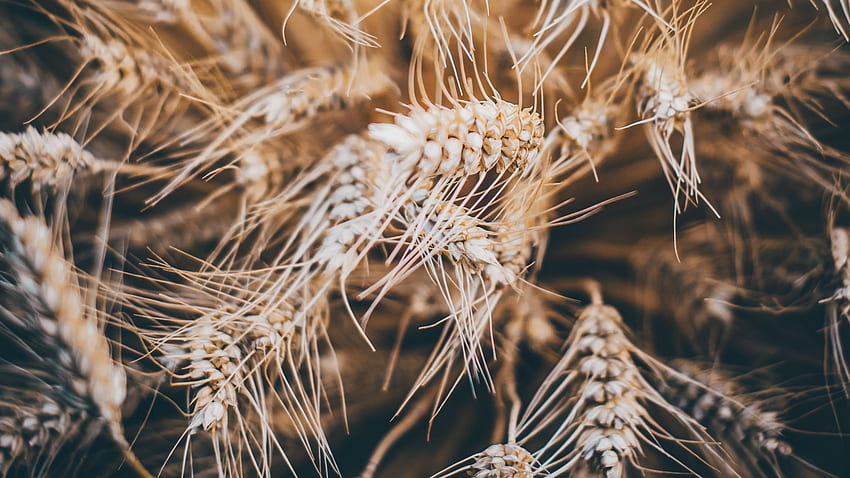 rye, spikelets, dry, seeds, cereals HD wallpaper