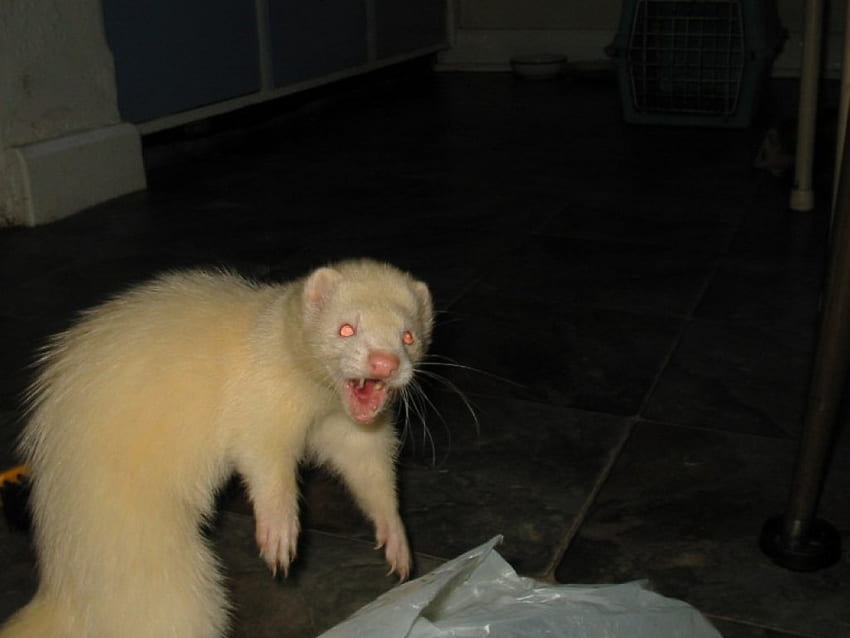 Attacca!!, animale, furetto, albino Sfondo HD