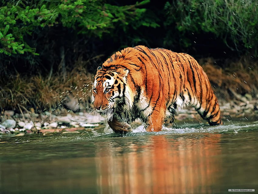 Animal - Assam Manas National Park - - teahub.io HD wallpaper | Pxfuel