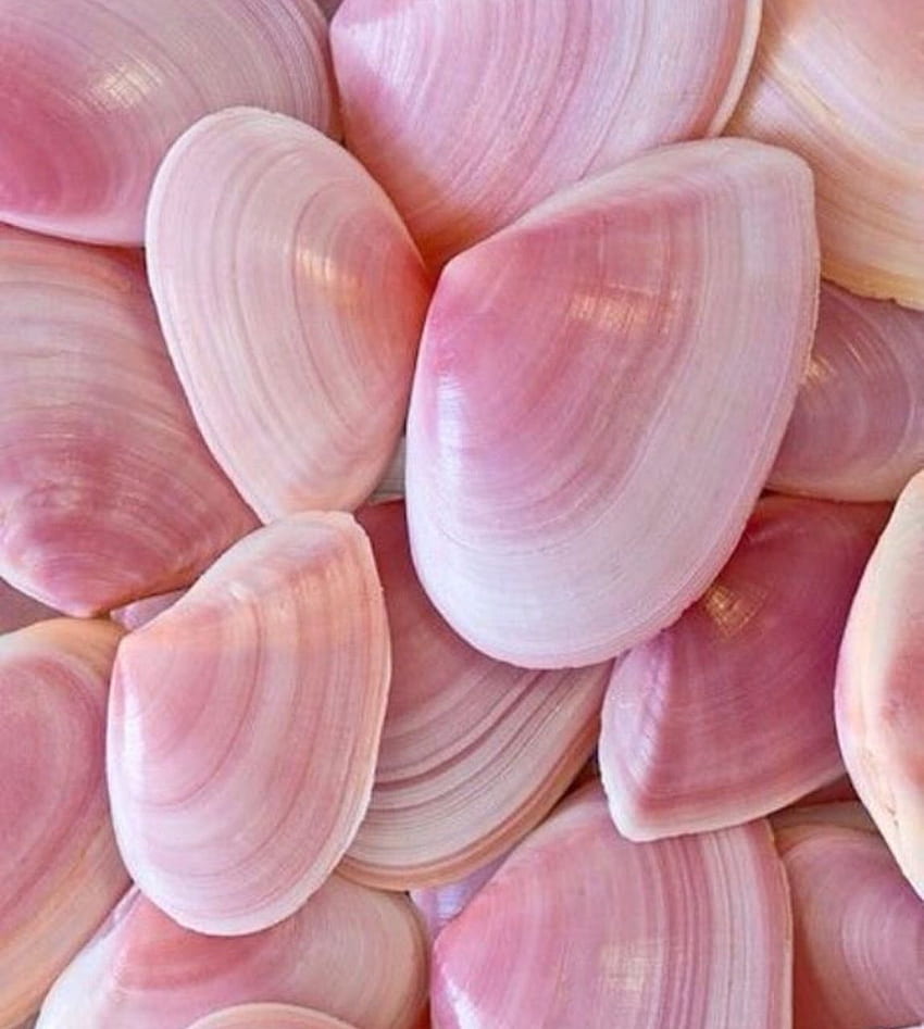 różowy, morze, muszle i -, Pink Seashell Tapeta na telefon HD