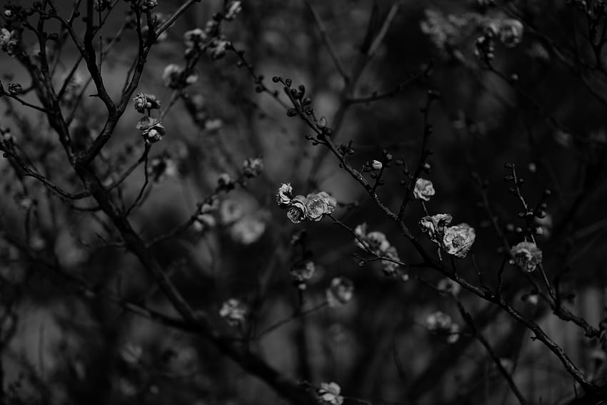 Flowers, Sakura, Wood, Tree, Branches, Bloom, Flowering, Bw, Chb HD wallpaper