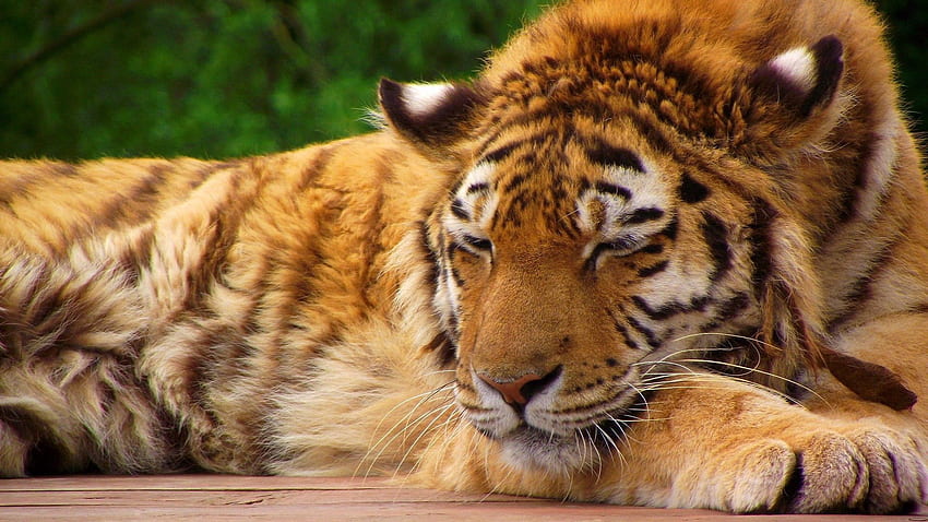 สัตว์, ตะกร้อ, ลาย, แมวใหญ่, พักผ่อน, พักผ่อน, เสือ วอลล์เปเปอร์ HD