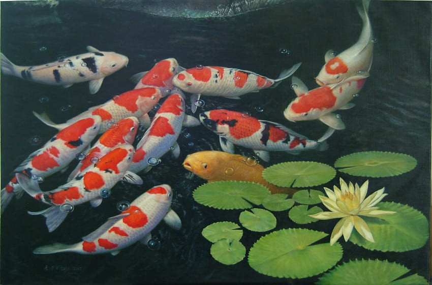 Koi Fish Pond. for personal use Koi HD wallpaper