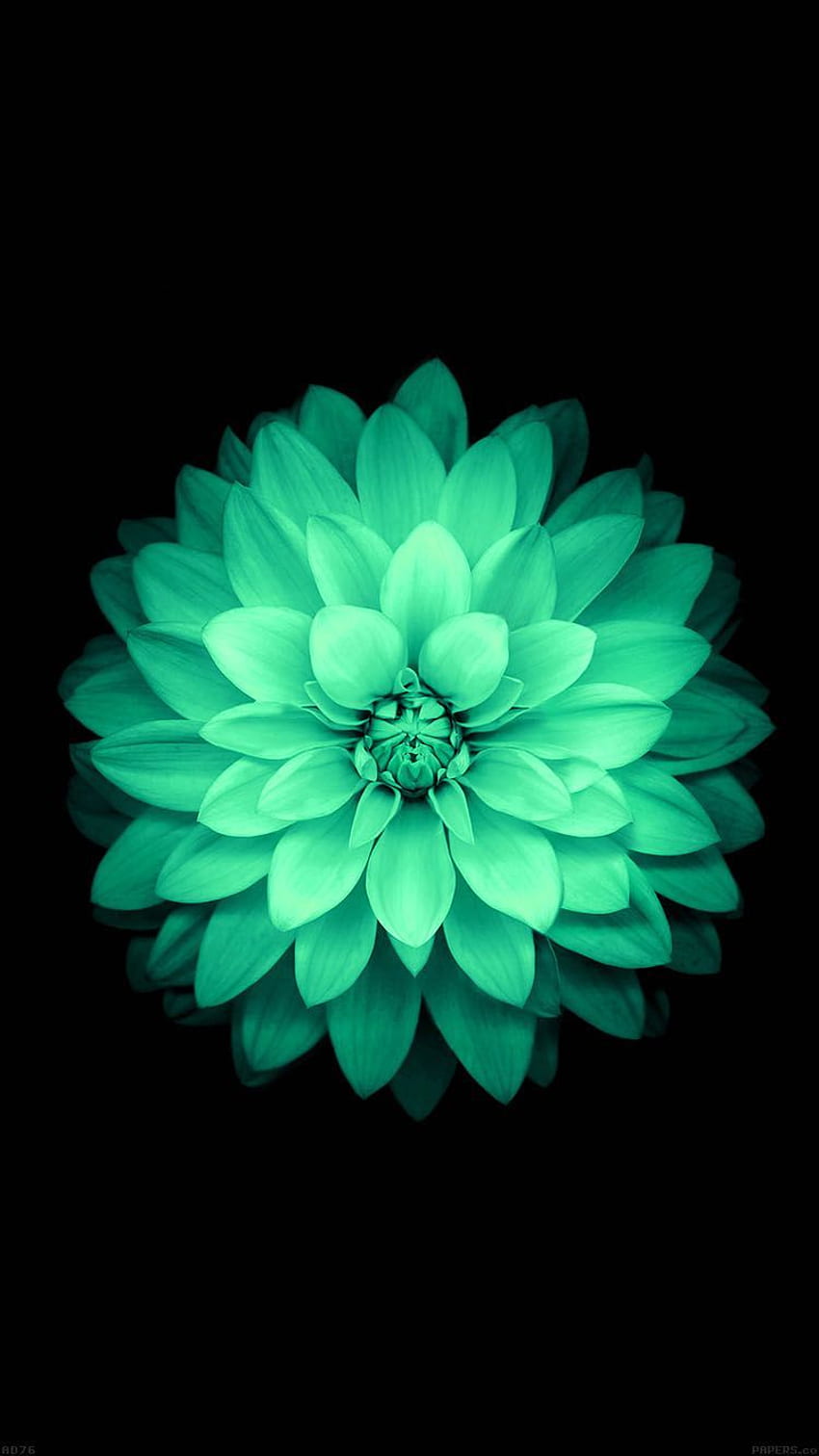 Ƒ↑KLIKNIJ I POBIERZ APLIKACJĘ! Natura Kwiaty Miętowy Piękny Ciemny, Miętowo Zielony Dziewczęcy Tapeta na telefon HD