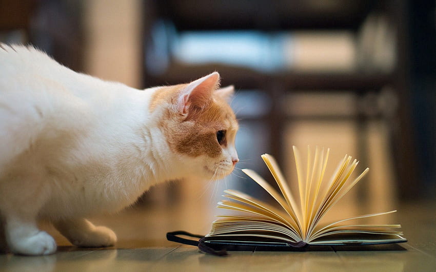 Curiosity, Animals, Cat, Book, Floors HD wallpaper