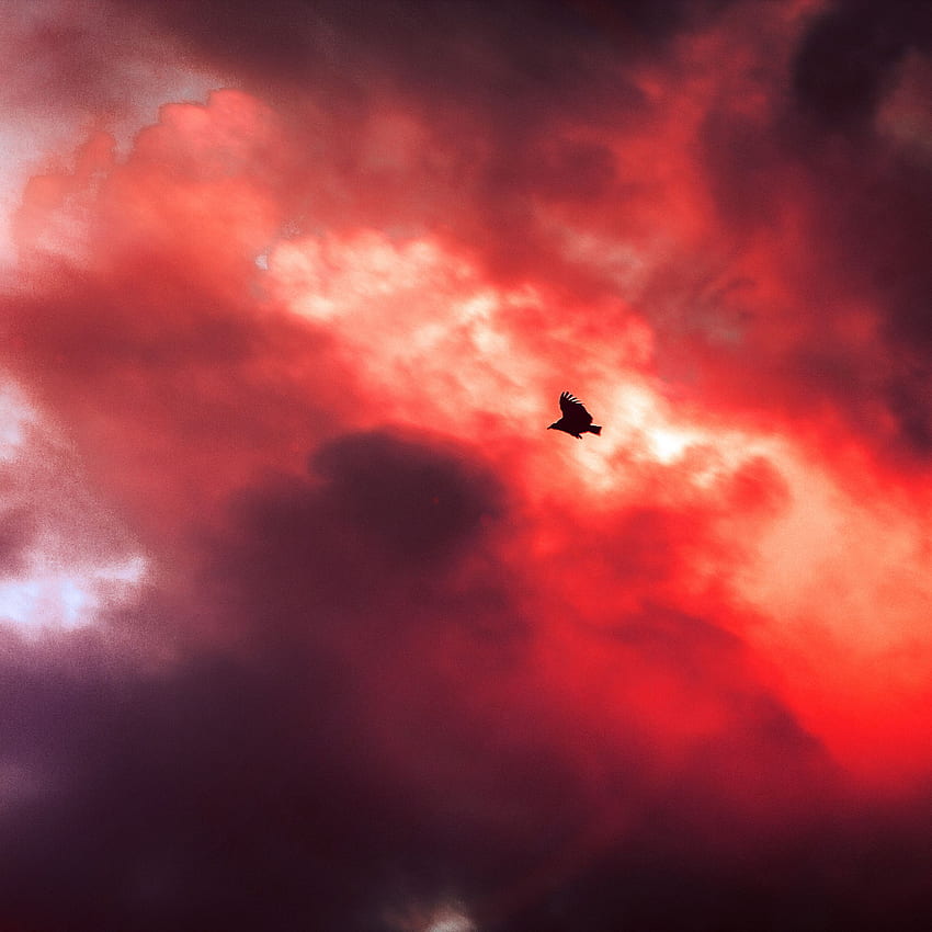 Bird Fly Sky Clouds Red Sunset Fire Nature Animal HD phone wallpaper