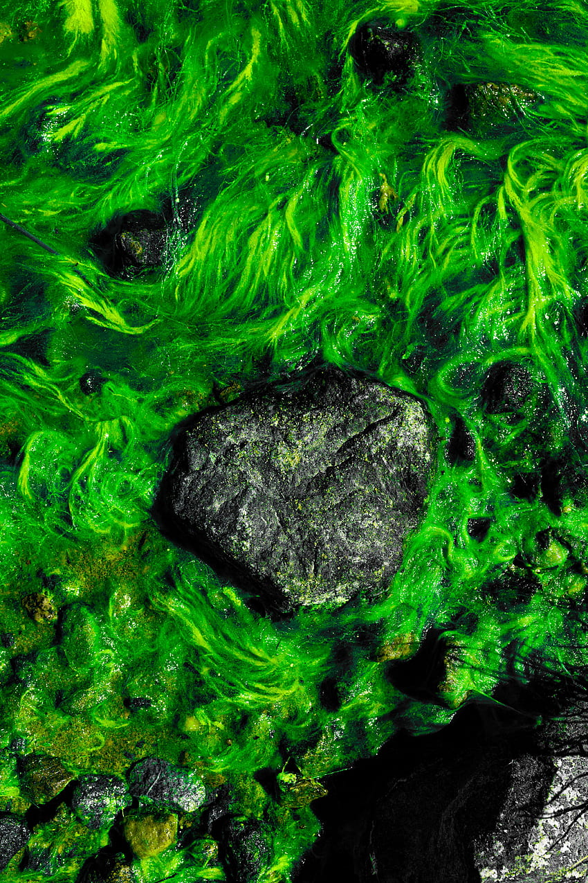 Natur, Wasser, Steine, Moos, Algen, Algen HD-Handy-Hintergrundbild