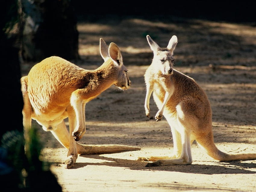 Känguru, Australier, Bombata, Australien HD-Hintergrundbild