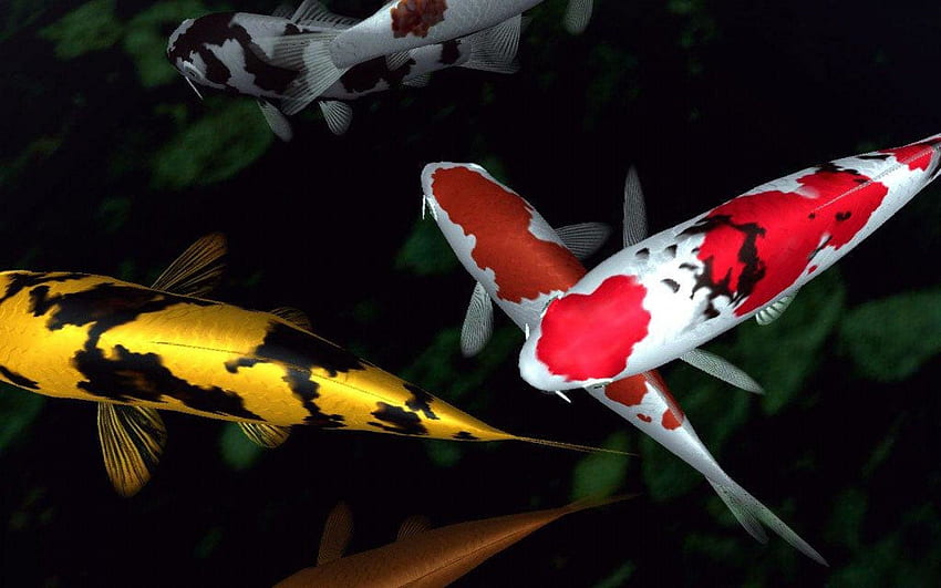 Koi-Fische, japanischer Koi-Teich HD-Hintergrundbild