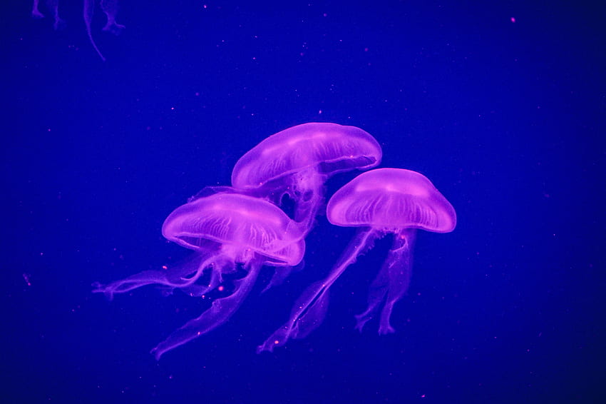 Zwierzęta, meduzy, podwodny świat, fosfor Tapeta HD