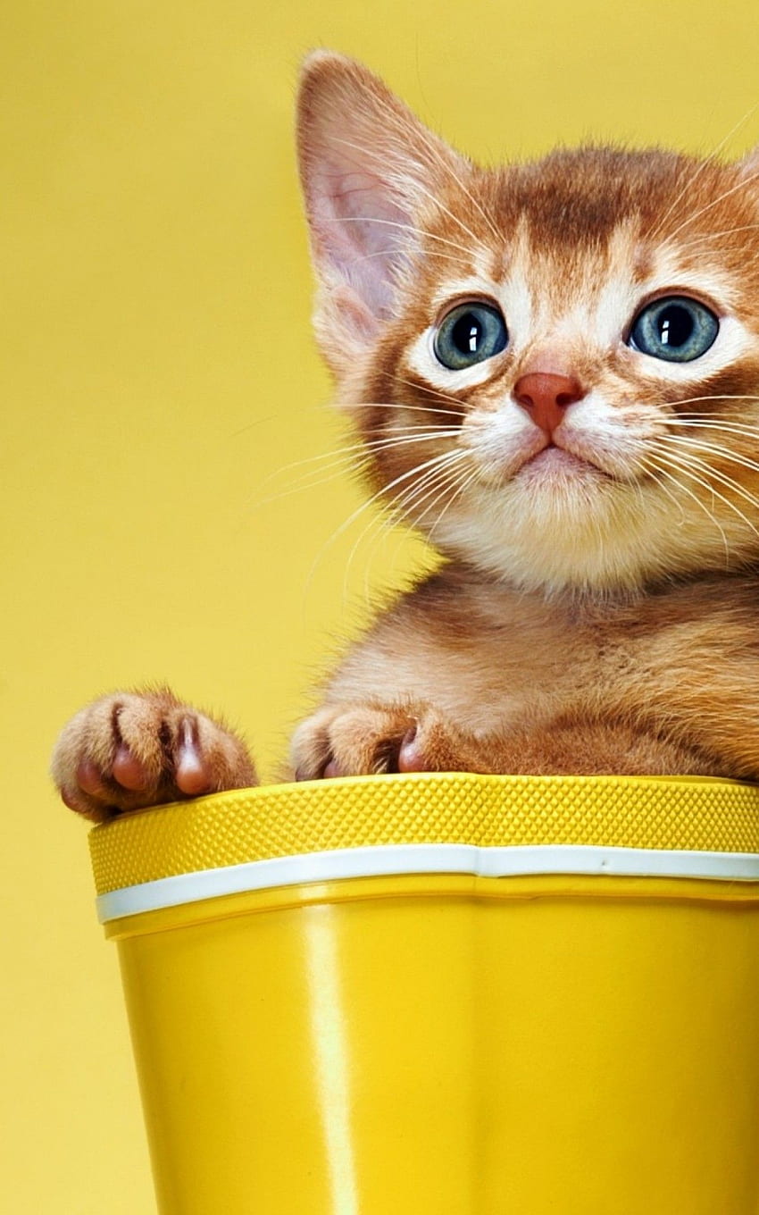 Kätzchen, lustig, Katzen für Asus, Kindle Fire Cat HD-Handy-Hintergrundbild