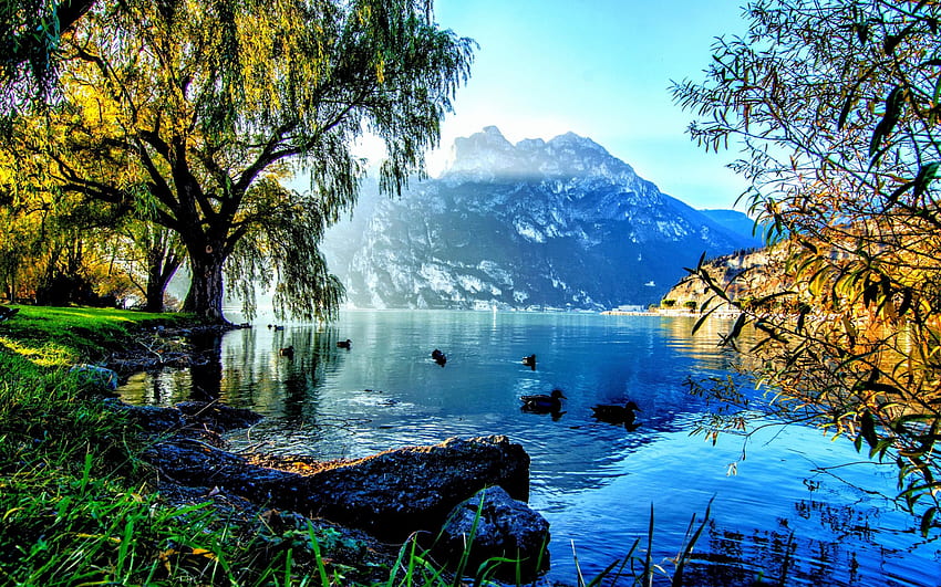 Willow Dan Bebek Di Danau Garda, Biru, Burung, Cantik, Italia, Rumput, Danau, Bebek, Hijau, Kuning, Pohon, Pegunungan Wallpaper HD