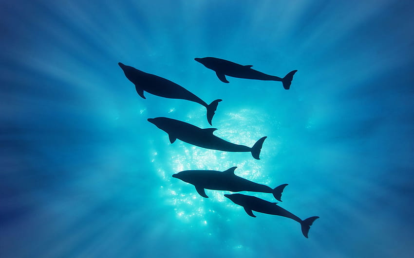 Delfiny delfin ocean morze podwodne a. . 80299. UP Tapeta HD