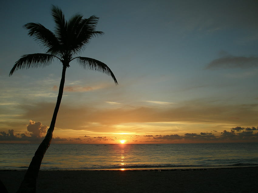 Palm on beach, sea, palm, tropical, sunrise, tree, beach, palm tree, nature, water, sunset, ocean HD wallpaper