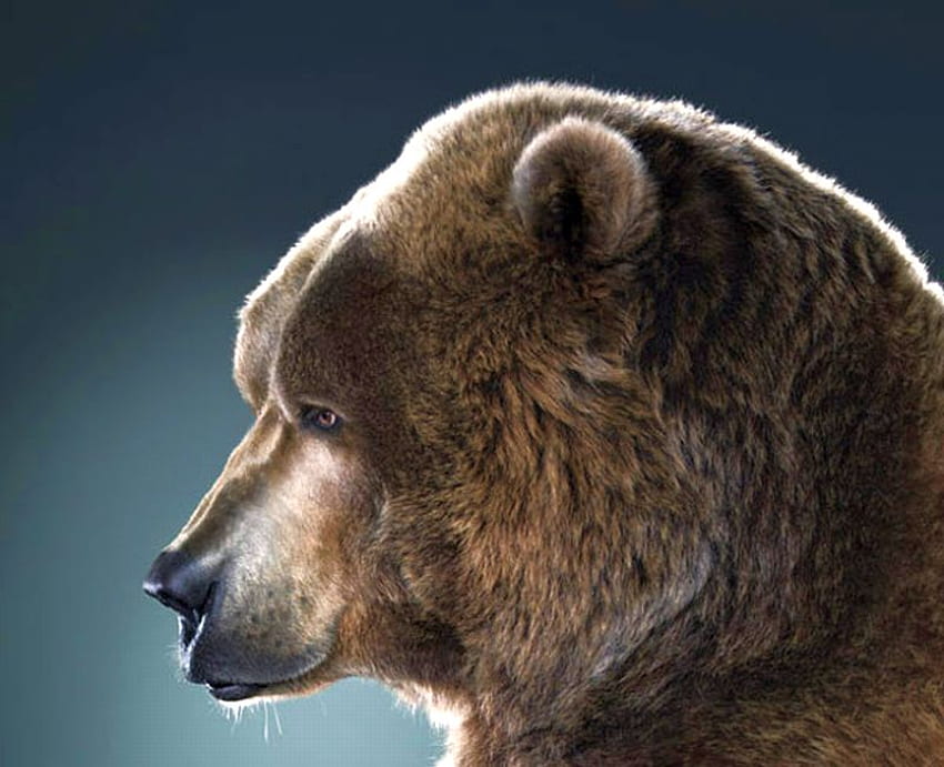 Bear Head, cool, head, bear HD wallpaper