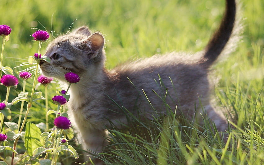 Animals, Flowers, Grass, Kitty, Kitten, Grey HD wallpaper