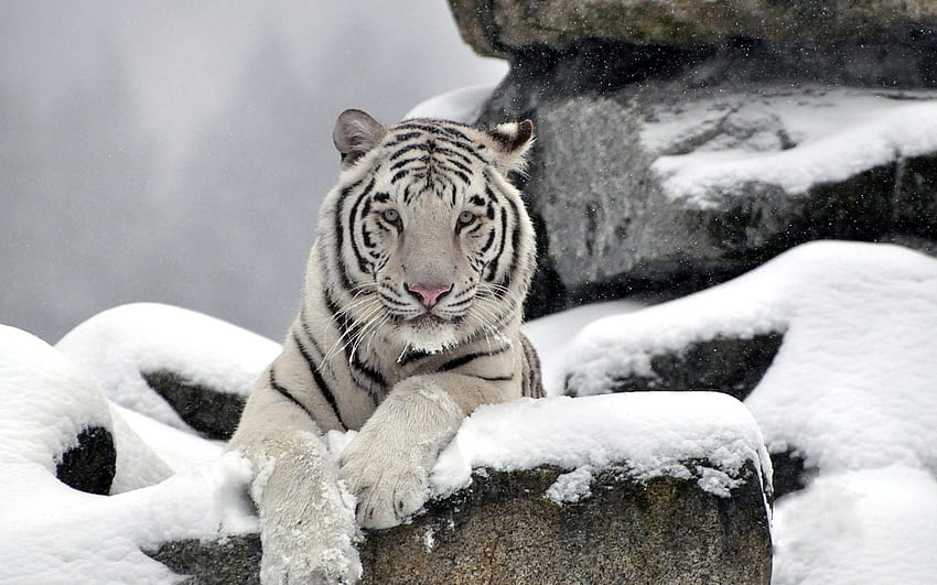 tigre, blanco, albino, nieve, invierno /, animales de invierno fondo de pantalla