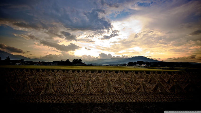 日本の稲刈り、雲、畑、町、米 高画質の壁紙