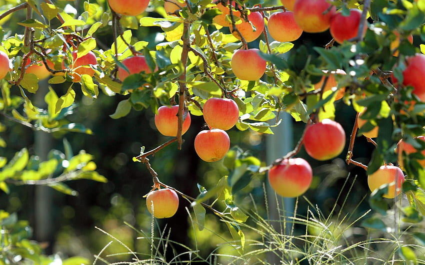 Apfelplantage. formatmob, lagerhintergrund HD-Hintergrundbild