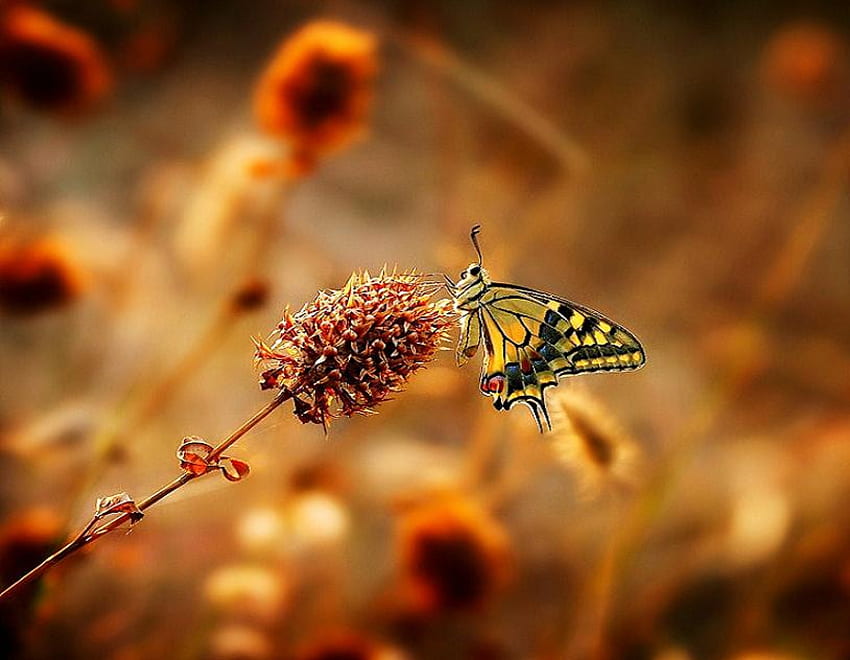 Catching the sun, plants, sunlight, butterfly, field, yellow and black, orange, gold HD wallpaper