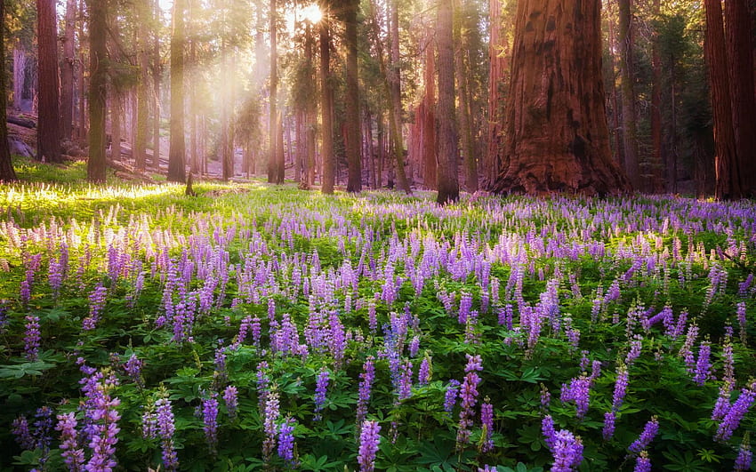 Sequoia National Park, Kalifornien, Bäume, Blumen, Sonnenstrahlen, Blüten, USA HD-Hintergrundbild