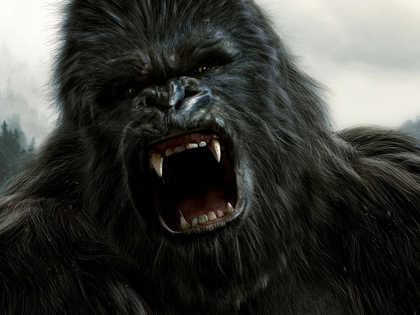 Angry, Angry Gorilla HD wallpaper