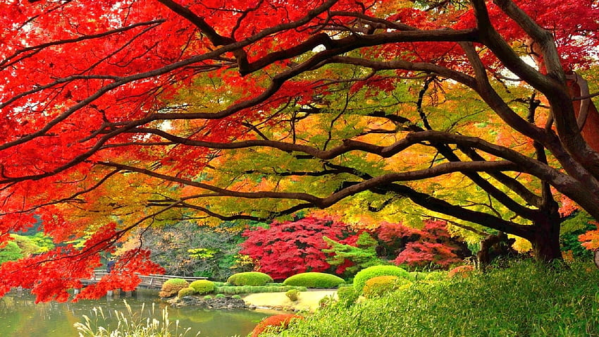 その他のクリエイティブな日本庭園 Japan Love Garden Seasons Trees Autumn Dreams Stunning Colors Nature Four Fall. 美しい庭園, 秋の風景, 秋の庭 高画質の壁紙