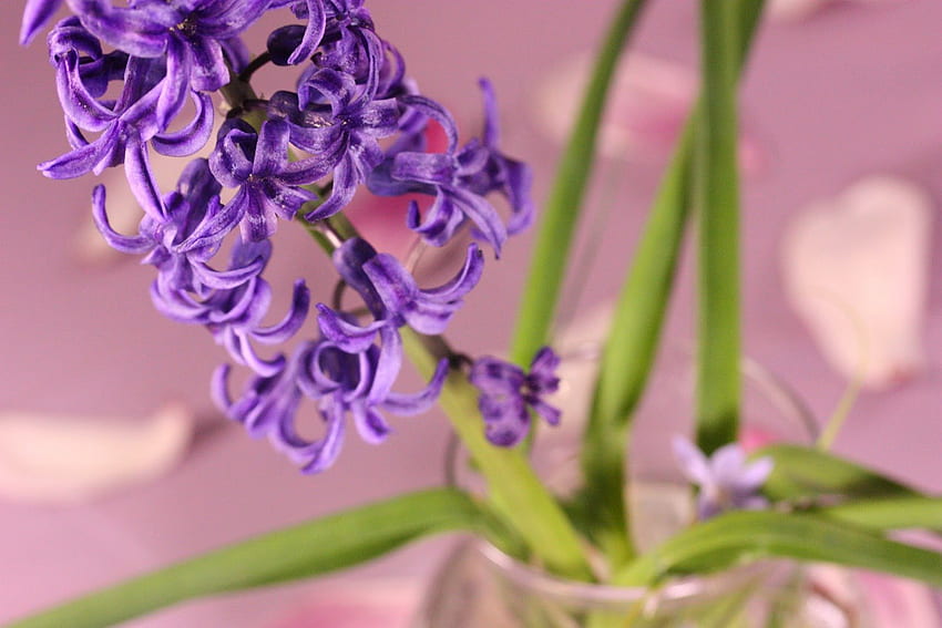 DELICATE Hyacinth, crystal, vase, spring, fresh, precious, purple, flower, green, hyacinth HD wallpaper