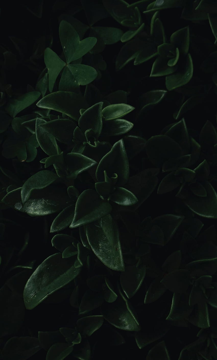green leaves, close up, dark, portrait, iphone 6 plus, , background, 18806 HD phone wallpaper