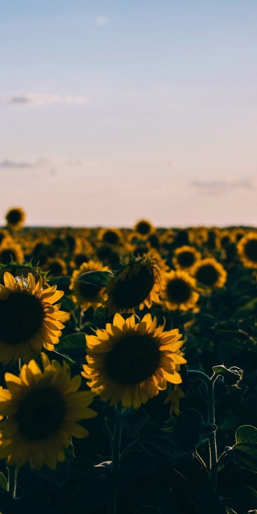 sunflowers, Hipster Sunflower HD phone wallpaper