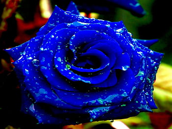 Blue background beautiful blue amazing black, Royal Blue Flowers HD  wallpaper | Pxfuel